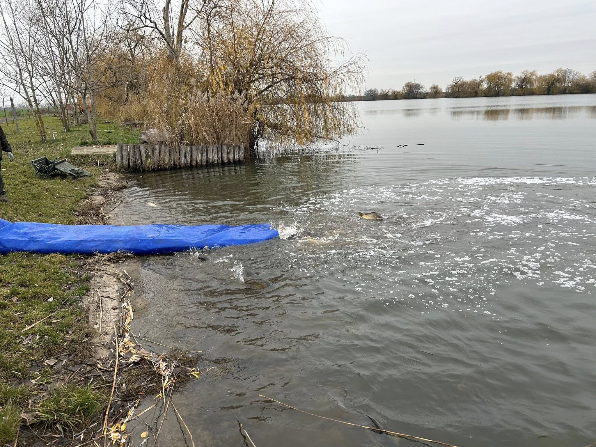 Őszi halasítások Látóképen