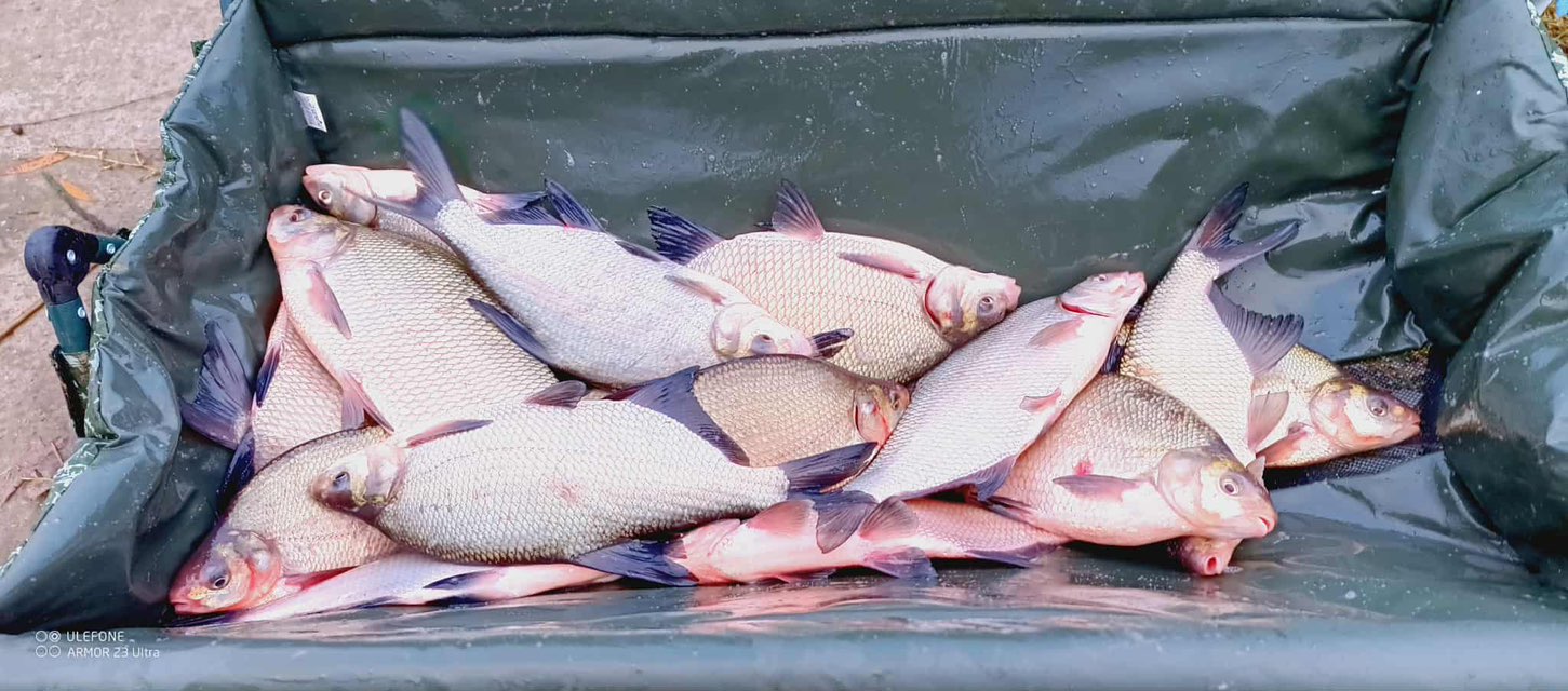 Őszi halasítások Látóképen