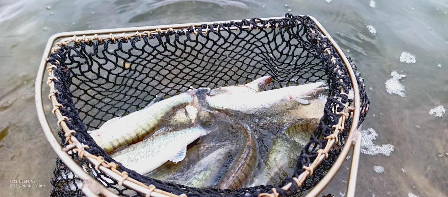 Őszi halasítások Látóképen